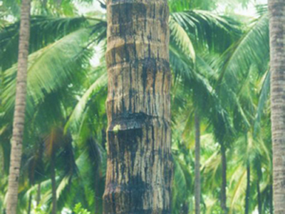 Responsive image